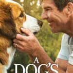 Dostumun Yolculuğu İndir (A Dog’s Journey) Türkçe Dublaj