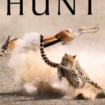 BBC The Hunt Belgesel Serisi İndir – Türkçe Dublaj 720p