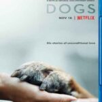 Köpekler – Dogs Belgesel İndir – 1080p Türkçe Dublaj